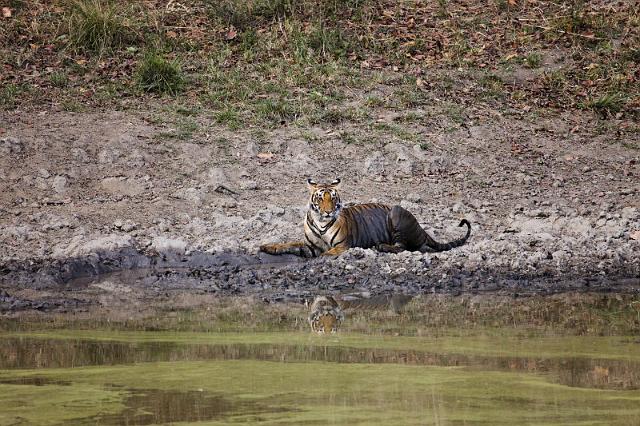 022 Kanha Nationaal Park, Indische Tijger.jpg